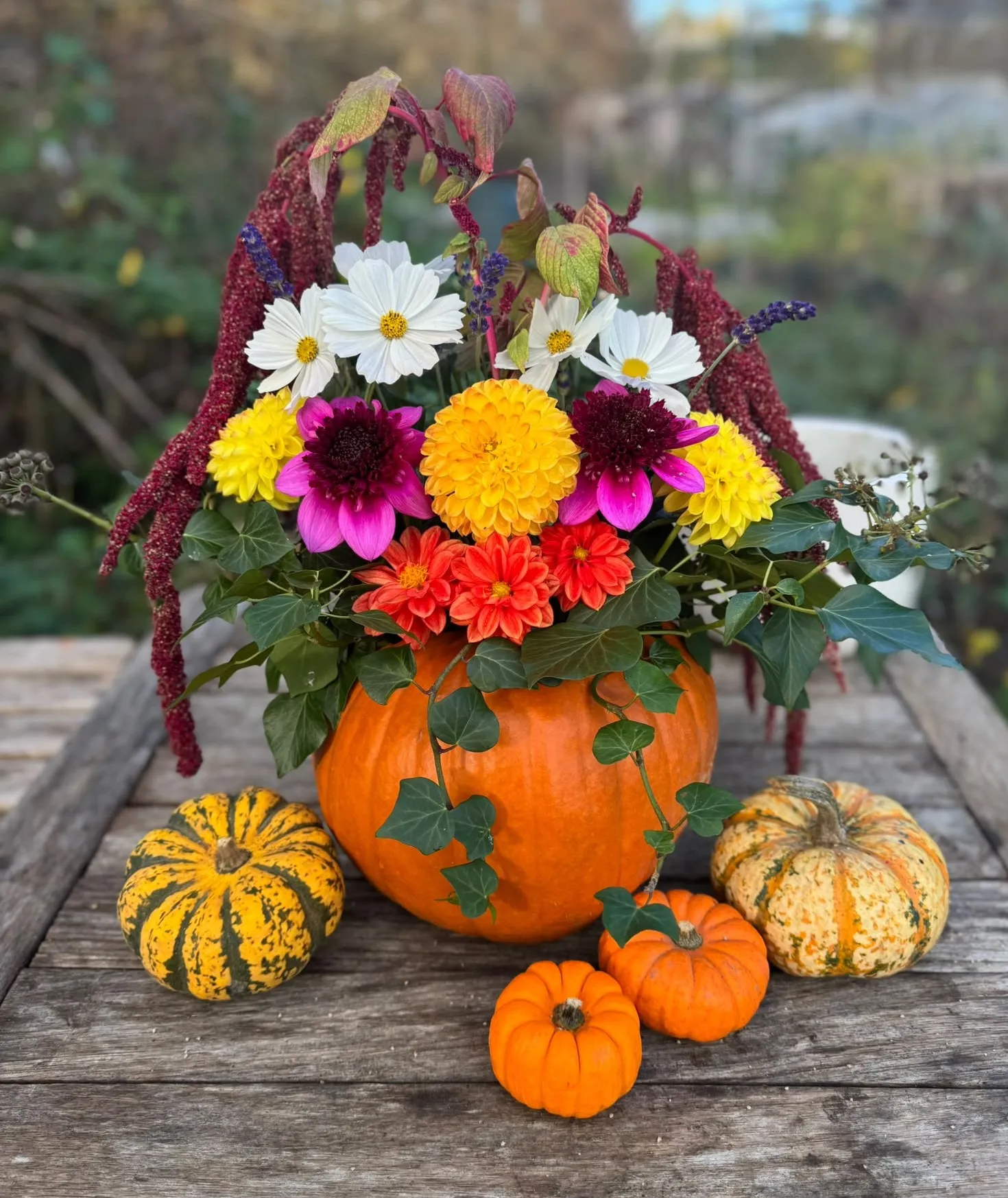 Pumpkin